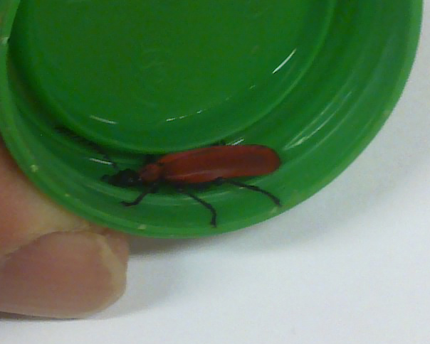 Coleottero da identificare